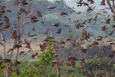 Straw-coloured Fruitbat