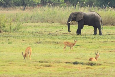 African Elephant