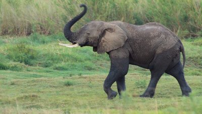 African Elephant