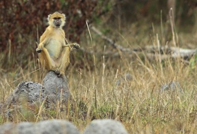 Kinda Yellow Baboon