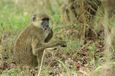 Kinda Yellow Baboon