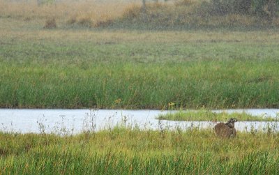 Sitatunga