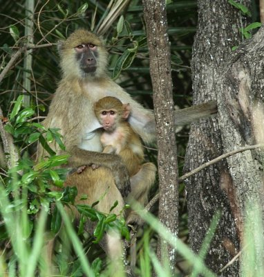 Kinda Yellow Baboon