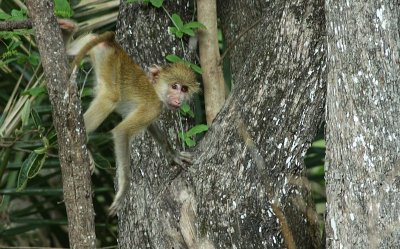 Kinda Yellow Baboon