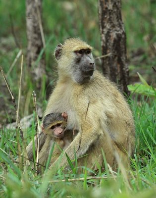 Kinda Yellow Baboon