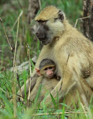 Kinda Yellow Baboon