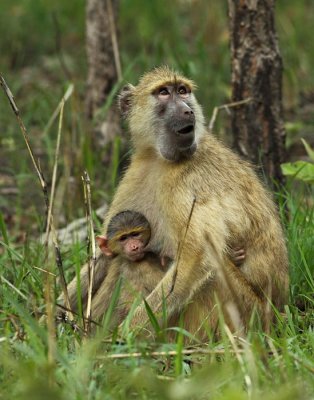 Kinda Yellow Baboon