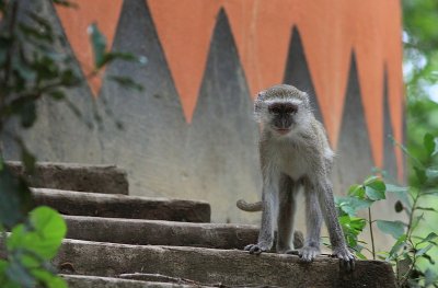 Vervet Monkey