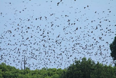 Straw-coloured Fruitbat