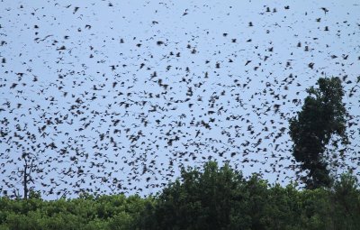 Straw-coloured Fruitbat