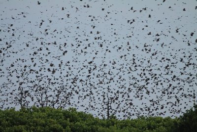 Straw-coloured Fruitbat