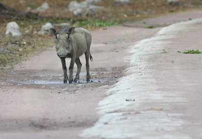 Warthog