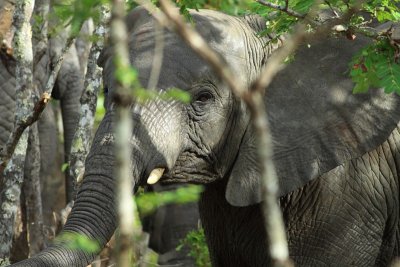 African Elephant