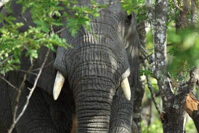 African Elephant