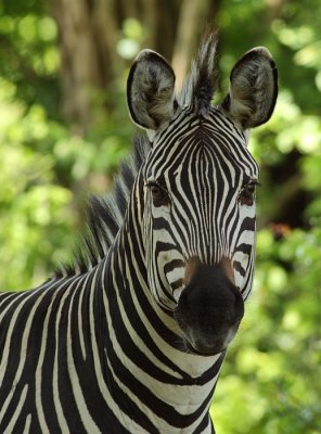 Crawshay's Zebra