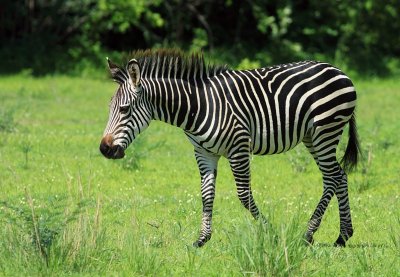 Crawshay's Zebra