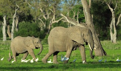 African Elephant