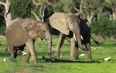 African Elephant