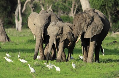 African Elephant