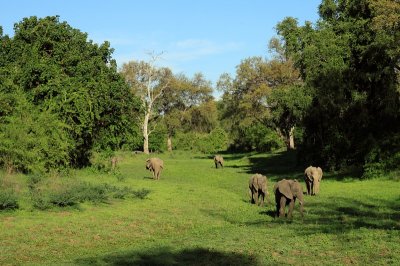 African Elephant