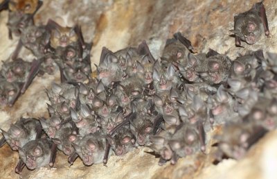 Bats