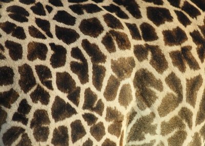 Thornicroft's Giraffe