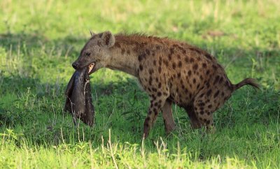 Spotted Hyena