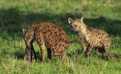 Spotted Hyena