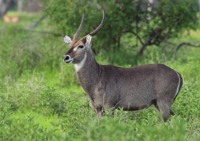 Waterbuck