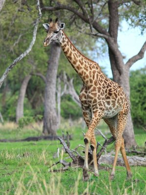 Thornicroft's Giraffe