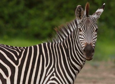 Crawshay's Zebra