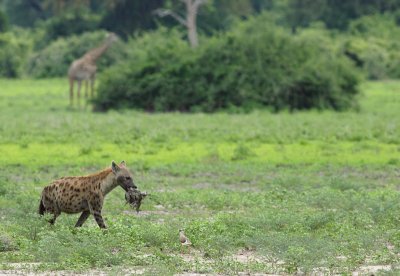 Spotted Hyena