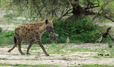 Spotted Hyena