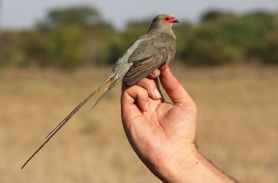 Red-faced Moussebird