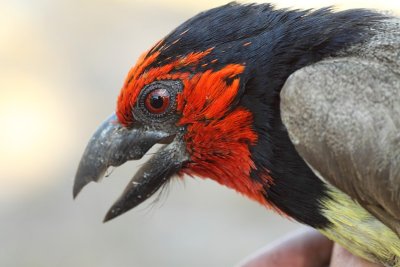 Black-collared Barbet
