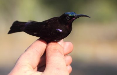 Amethyst Sunbird