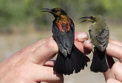 Coppery Sunbird