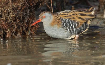 Waterral / Water Rail