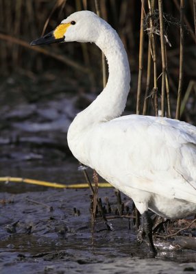 Kleine Zwaan / Tundra Swan