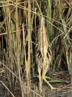 Roerdomp / Eurasian Bittern