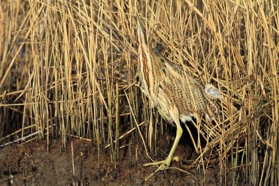 Roerdomp / Eurasian Bittern