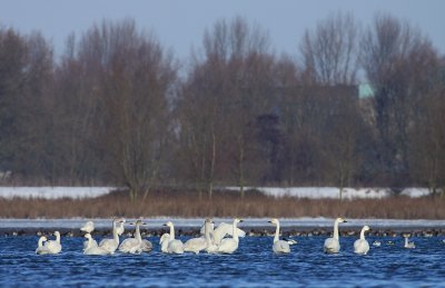 Kleine Zwaan / Tundra Swan