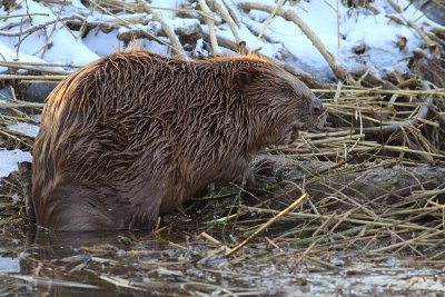 Europese Bever / European Beaver