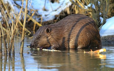 Europese Bever / European Beaver