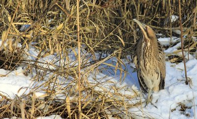 Roerdomp / Eurasian Bittern