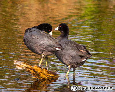 American Coot - Foulque d'Amérique *