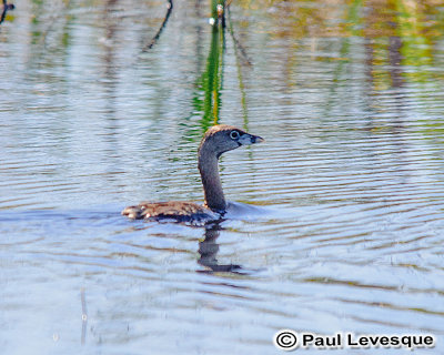 Loons and Grebes - Huard et grebe