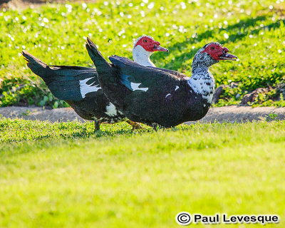Muscovy Ducks - Muscovy esquive