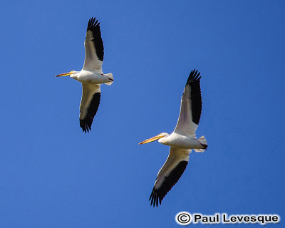 American White Pelican - Plican d'Amrique