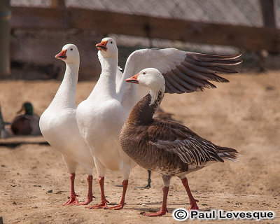 Snow Goose